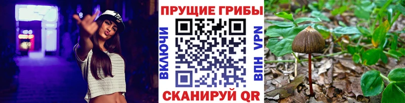 цены   Велиж  Галлюциногенные грибы прущие грибы 